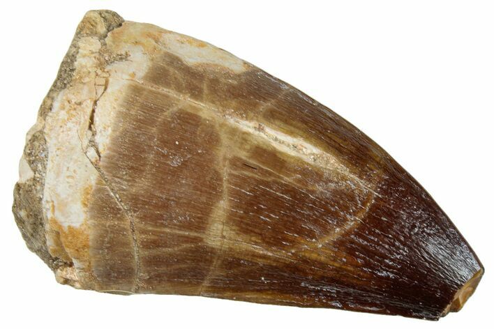 Large, Fossil Mosasaur (Prognathodon) Tooth - Morocco #259992